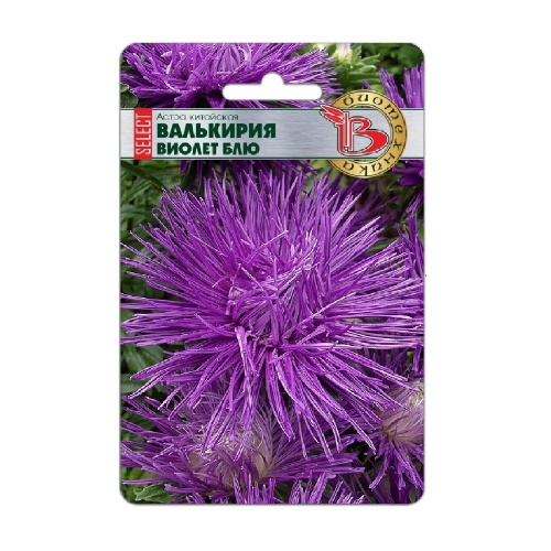 Астра Валькирия селект Виолет Блю 30шт _5