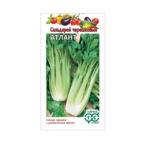 Сельдерей черешковый Атлант  0_1гр_10