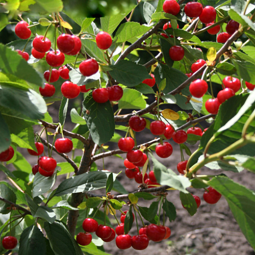 Вишня Малиновка (в сетке) 1шт