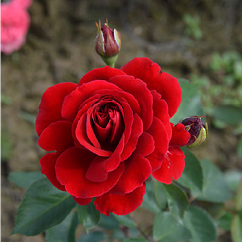 Роза Нахеглут плетистая 1шт._Naheglut_ 20