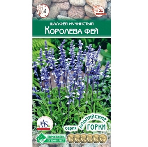 Шалфей мучнистый Королева Фей 10шт_10