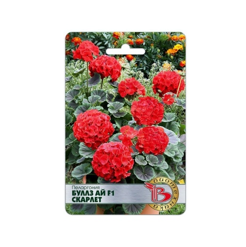 Пеларгония Буллз Ай F1 Скарлет  5шт_5_10
