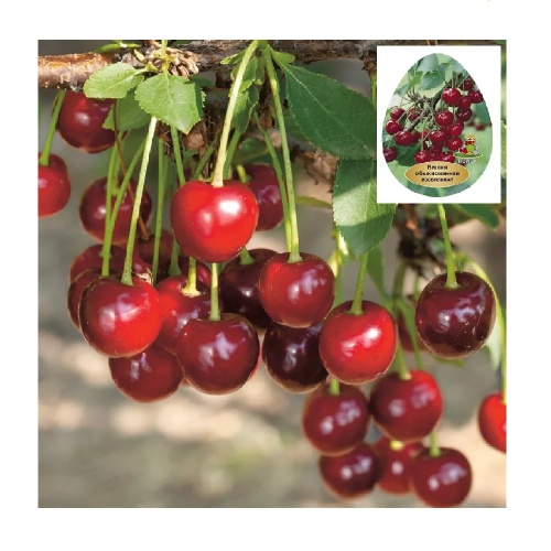 Вишня Изобильная (в сетке)  1шт