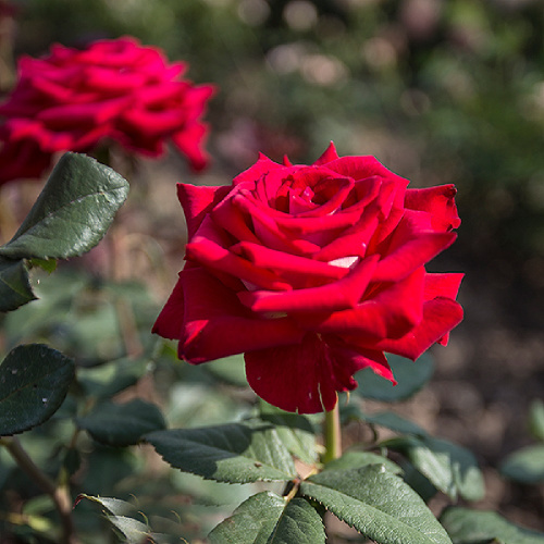 Роза Клариса чайно-гибридная 1шт_ Clarisa _ 20