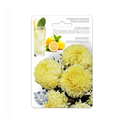 Астра Хризантелла Лимончелло  30шт_5