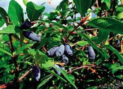 Жимолость Морена съедобная 1шт