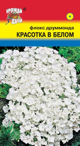 Флокс Красотка в Белом  0_1гр_10