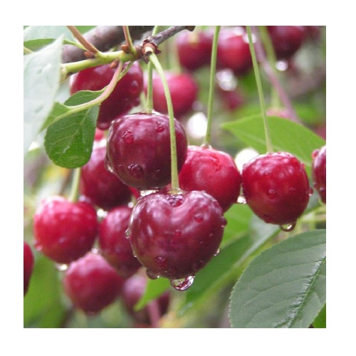 Вишня Волочаевка (в сетке) 1шт