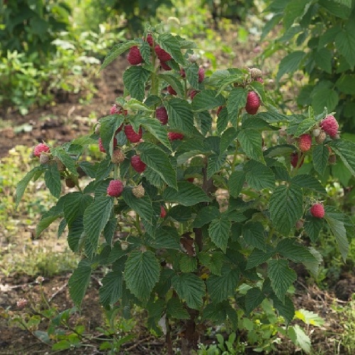 Малина Таруса перспективные сорта 1шт.