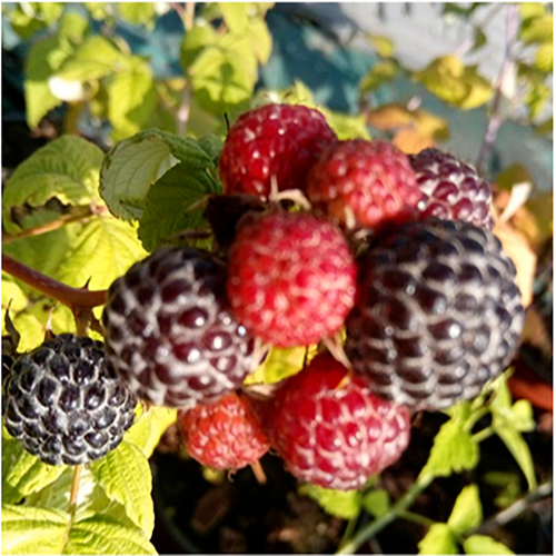 Малина Блэк Джевел (черноплодный сорт)  1шт