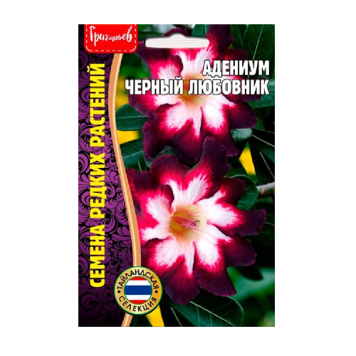 Адениум Черный Любовник 3шт_10