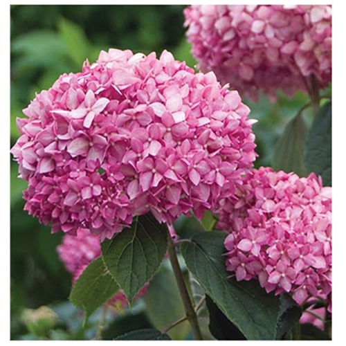 Гортензия древовидная Пинк Анабель 1шт