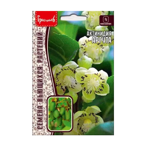 Актинидия Аргута 20шт_10