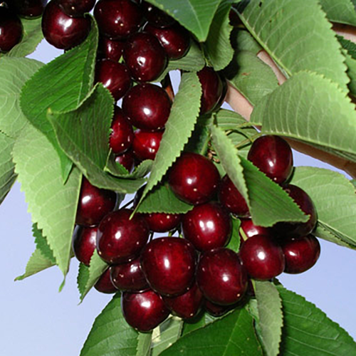 Черешня Мичуринка (подвой семенной_ вишня Магалебская) 1шт.