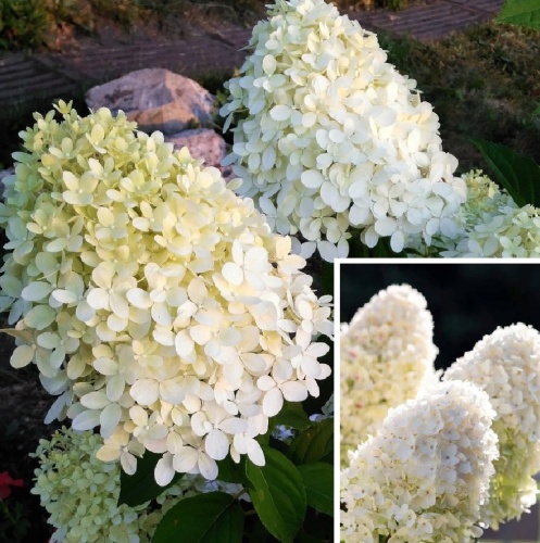 Гортензия метельчатая Шуга Раш 1шт.