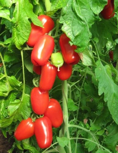 Томат Затейник  12шт_10