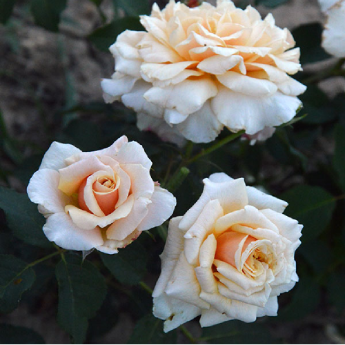 Роза Карамелла грандифлора 1шт._Caramella _20