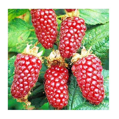 Ежемалина Логанберри 1шт