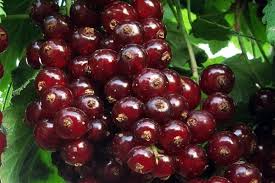 Смородина красная Виксне 1шт