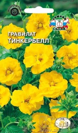 Гравилат Тинкербелл чилийский  0_1гр_10