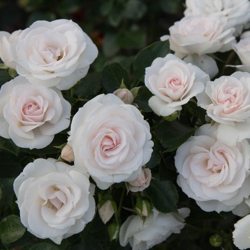 Роза Аспирин флорибунда 1 шт_1_10