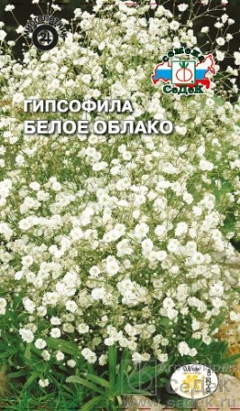 Гипсофила метельчатая Белое облако  0_1гр_10