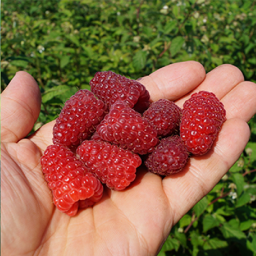 Малина Малиновая гряда ремонтантная 1шт