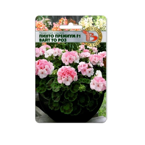 Пеларгония Пинто Премиум F1 Вайт то Роз  5шт_5_10