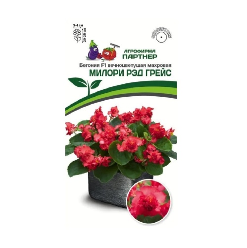 Бегония Милори Ред Грейс F1 вечноцветущая махровая 5шт _10