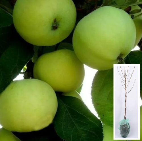 Яблоня Папировка (подвой 54-118_ полукарликовый) (в сетке) 1шт