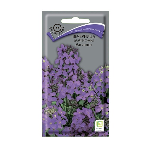Вечерница Матроны малиновая  0_3гр_10