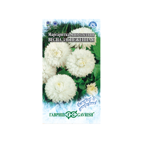 Маргаритка Весна заснеженная  0_02гр_10
