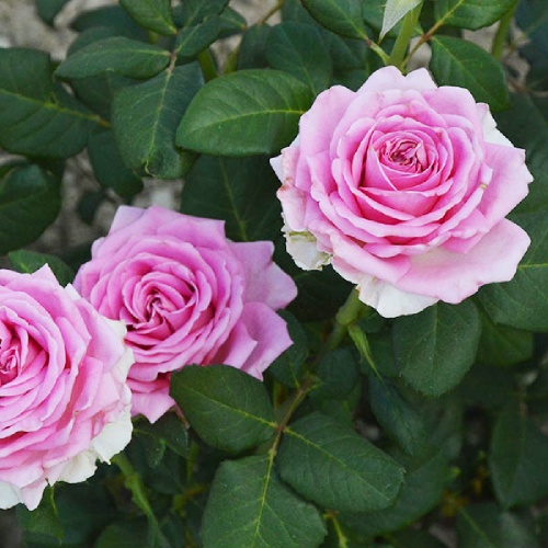 Роза Аква чайно-гибридная 1шт. _Aqua_1_10