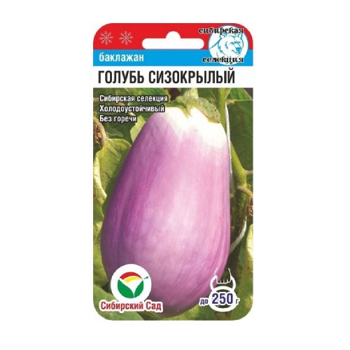 Баклажан Голубь сизокрылый  20шт_10