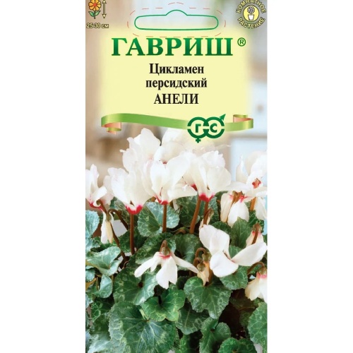 Цикламен Анели персидский мини 3шт  _10