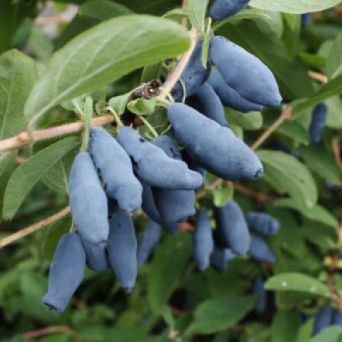 Жимолость Дочь Великана cъедобная 1шт. _1