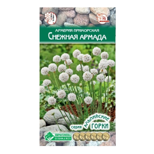 Армерия приморская Cнежная армада 5шт _10