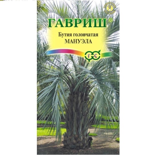 Бутия Мануэла головчатая 3 шт_10