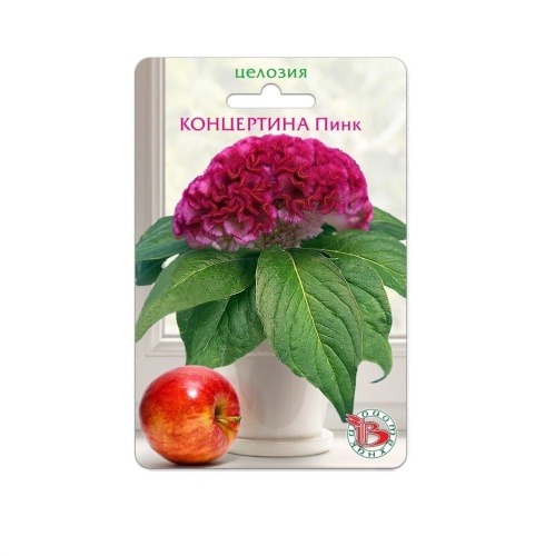 Целозия Концертина Пинк горшечная  8шт_5_10