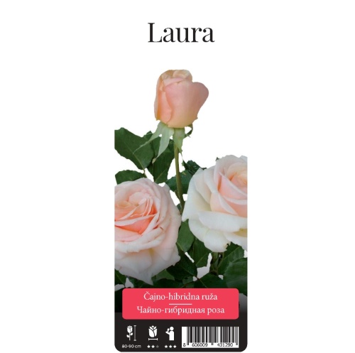 Роза Лаура чайно-гибридная 1шт. _Laura_10