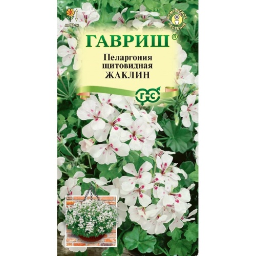 Пеларгония Жаклин ампельная  3шт