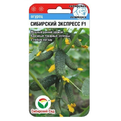 Огурец Сибирский экспресс F1  7шт_10