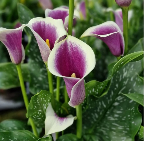 Снимок экрана 2026-01-16 161001