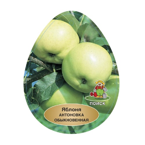 Яблоня Антоновка обыкновенная_подвой 54-118 полукарл_С 1шт