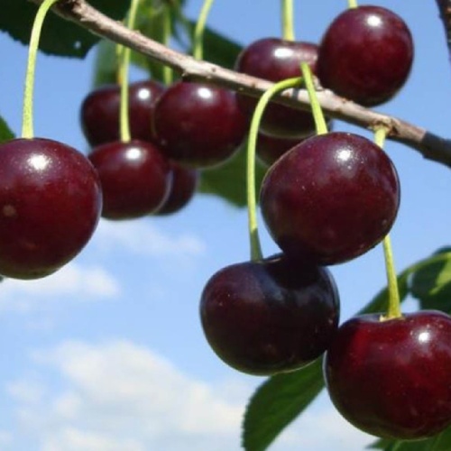 Вишня Прима 1шт