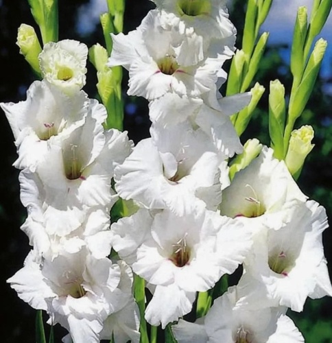 Снимок экрана 2026-01-16 174635