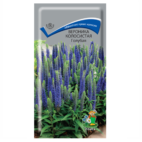 Вероника Голубая колосистая  0_1гр_10