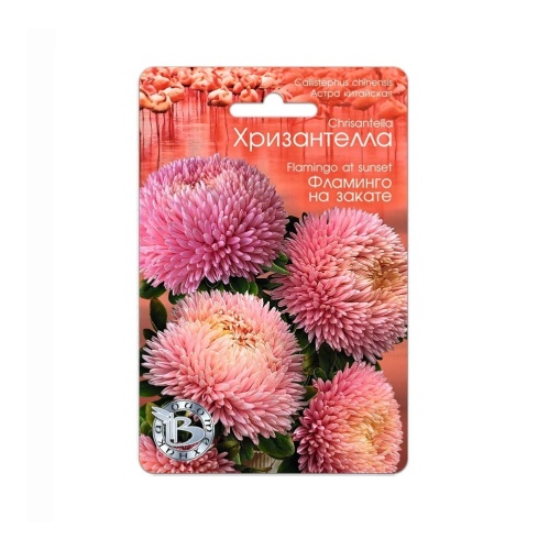 Астра Хризантелла Фламинго на закате  30шт_5