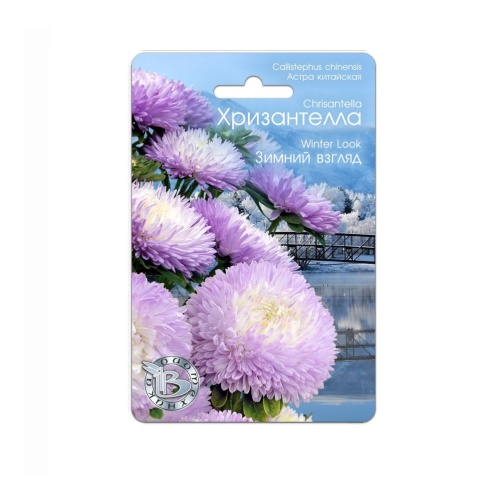 Астра Хризантелла Зимний взгляд  30шт_5