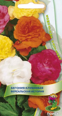 Бегония Версальская история  клубневая  15шт_10